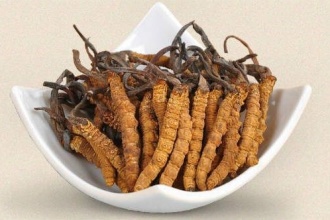 Traditional uses and medicinal potential of Cordyceps sinensis of Sikkim